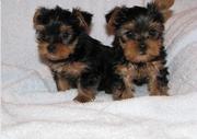 Beautiful perfect little yorkie pups for adoption