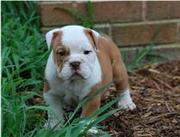 English bulldog babies with standard conformations