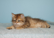 Siberian golden silver kittens